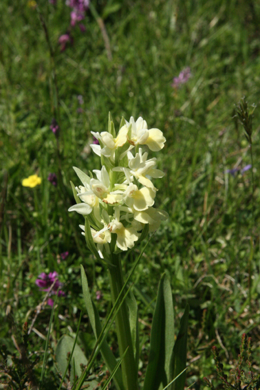 Dactylorhiza insularis